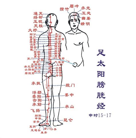 十二时辰对照表脏腑_十二时辰对照表脏腑经络走向,第11张